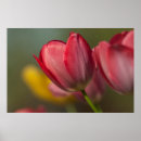 Suche nach tulpe poster Blumen