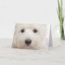 Suche nach weißer terrier des westhochlands karten Westie