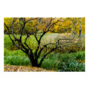 Suche nach birkenbaum poster Herbst