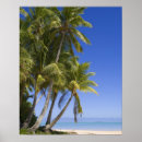 Suche nach cook islands poster Palme