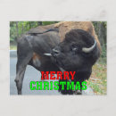 Suche nach lustiger stier postkarten Tierwelt