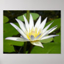 Suche nach lotus blume poster Massage