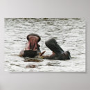 Suche nach flusspferd poster Hippopotamus