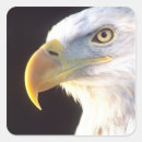 Suche nach weißkopfseeadler aufkleber Porträt