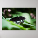 Suche nach frack kunst Natur