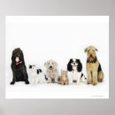 Suche nach together poster Animal