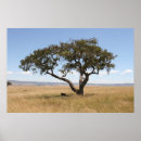 Suche nach akazienbaum poster Afrika