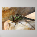 Suche nach libellen poster Insekten