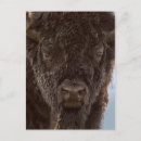 Suche nach nationaler bison postkarten Bulle