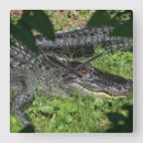 Suche nach reptilien wanduhren Alligatoren