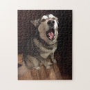 Suche nach alaskischer malamute Lustig