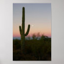 Suche nach saguaro cactus poster Fotografie