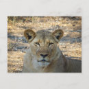 Suche nach afrikanisch postkarten Löwe