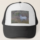 Suche nach rotwild kappen Wild lebende tiere