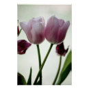 Suche nach tulpen poster Fotografie