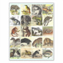 Suche nach cute animal aufkleber Nature