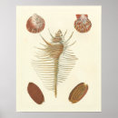 Suche nach seashells poster Strand