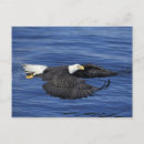 Suche nach alaska vögel postkarten Tier