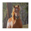 Suche nach braunes pferd fliesen Pferde