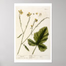 Suche nach platten poster Botanisch