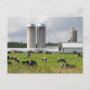 Suche nach milchkuh postkarten Landwirtschaft