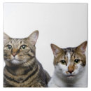 Suche nach manx katze Tiere