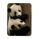 Suche nach shaanxi magnete Pilze