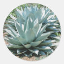Suche nach agave aufkleber Pflanze