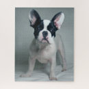 Suche nach french bulldog puzzle Welpe