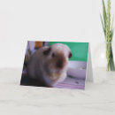 Suche nach meerschweinchen karten Tier