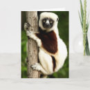 Suche nach madagaskar karten Tier