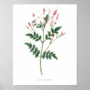 Suche nach jasmin poster Blume