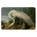 Suche nach ardea magnete Großauge