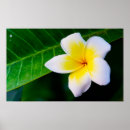 Suche nach frangipani poster Gelb