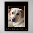 Suche nach gelber labrador poster Gelbes labrador retriever