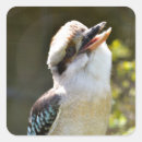 Suche nach kookaburra aufkleber Königsfischer