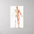 Suche nach anatomie leinwandbilder Arm