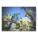 Suche nach drossel postkarten Tiere