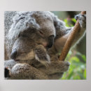 Suche nach niedlicher koala poster Australien