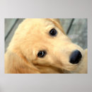 Suche nach unschuldiger poster Hund