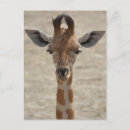 Suche nach kleine giraffe postkarten Tier