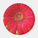 Suche nach gerber magnete Blume