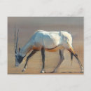 Suche nach oryx postkarten Hörner