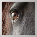 Suche nach friesisches pferd poster Reiter