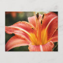 Suche nach iris postkarten Rosa