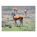 Suche nach serengeti poster Tanzania