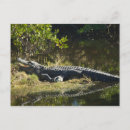 Suche nach amerikanischer alligator postkarten Natur