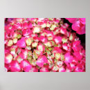 Suche nach rosa hydrangea poster Blume