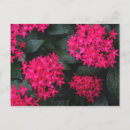 Suche nach florist postkarten Rot