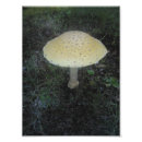 Suche nach wulstling kunst Muscaria
